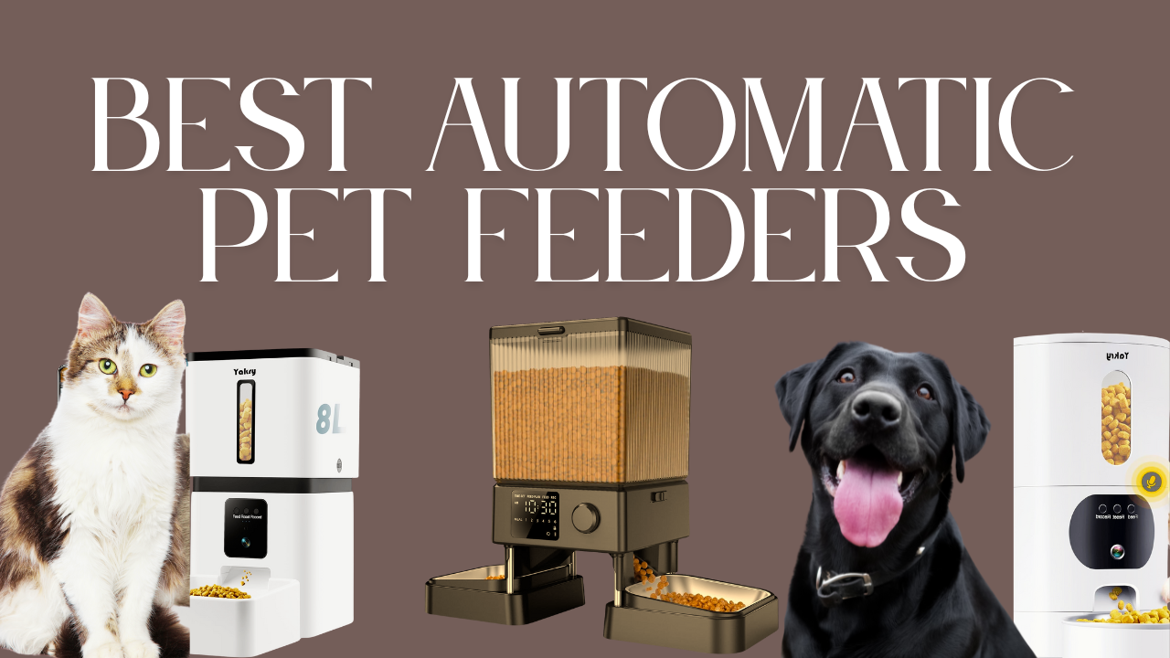 Best Automatic Pet Feeders: Because Your Pet’s Health Deserves More Than Leftovers